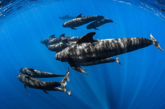 The domination of the sea by killer whales is gradually being replaced by pilot whales? Picture 3