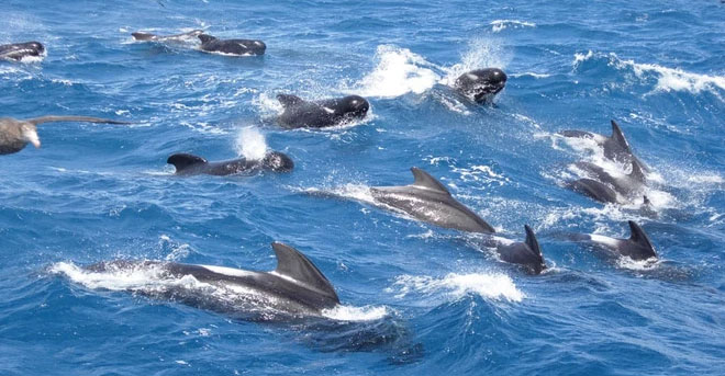 The domination of the sea by killer whales is gradually being replaced by pilot whales? Picture 4