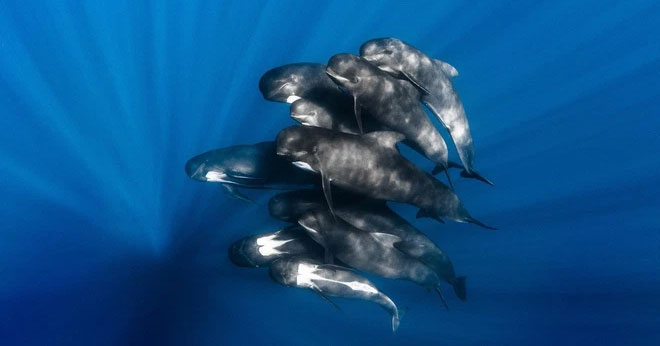 The domination of the sea by killer whales is gradually being replaced by pilot whales? Picture 5