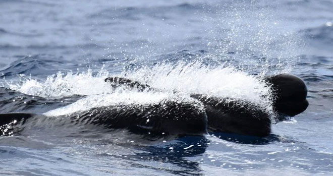 The domination of the sea by killer whales is gradually being replaced by pilot whales? Picture 6