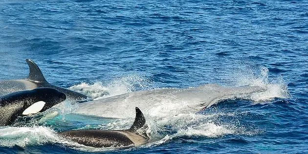 The domination of the sea by killer whales is gradually being replaced by pilot whales? Picture 7