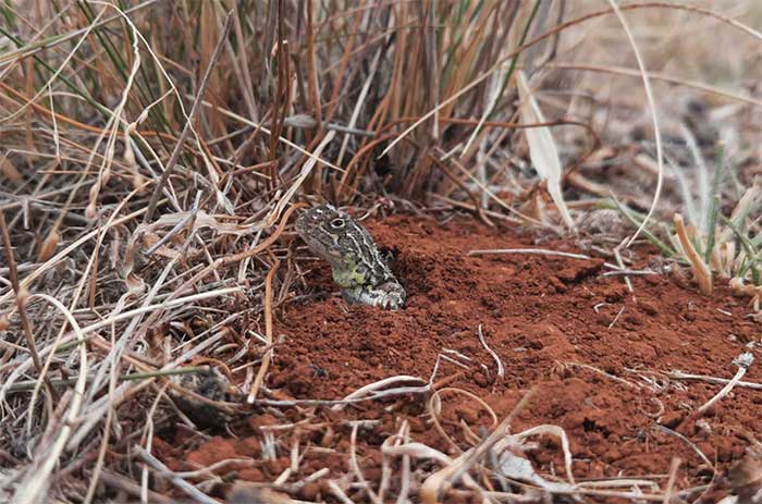 The 'dragon' species that was thought to only exist in myths is one of the rarest on the planet. Picture 2