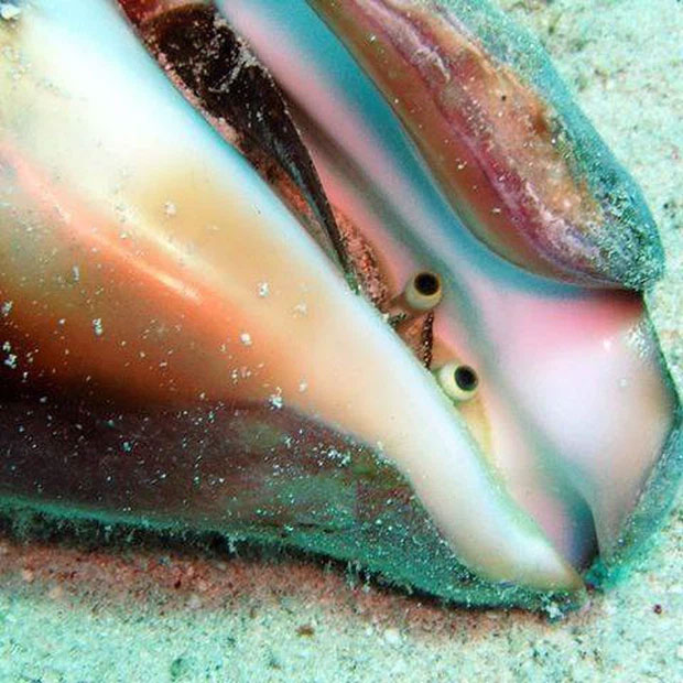 The eyes of a conch have a magical ability, even a lizard-like 'split tail' has to give up! Picture 2