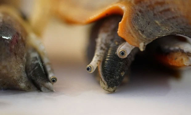 The eyes of a conch have a magical ability, even a lizard-like 'split tail' has to give up! Picture 4