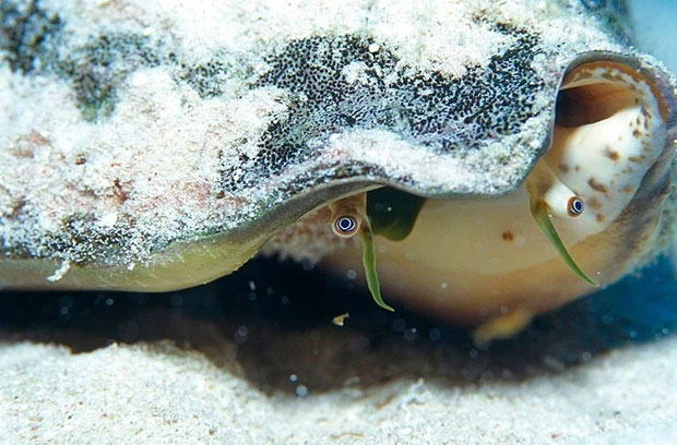 The eyes of a conch have a magical ability, even a lizard-like 'split tail' has to give up! Picture 7