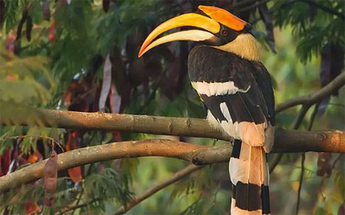 Picture 2 of The famous colorful bird in the movie 'The Lion King' is about to become extinct