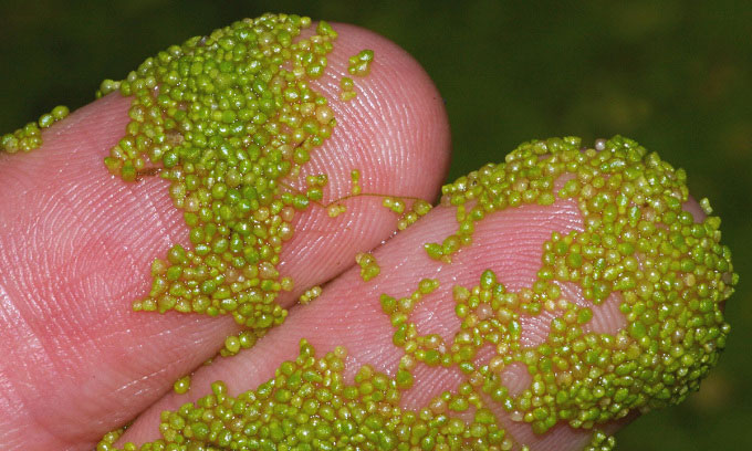 Picture 1 of The fastest plants in the world