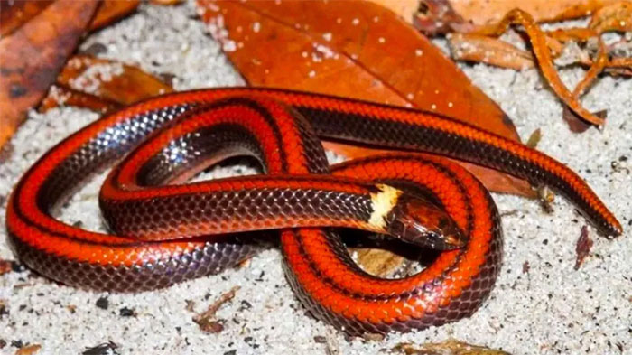 The fiery beauty of the burrowing snake has only 3 individuals left Picture 1