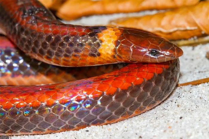 The fiery beauty of the burrowing snake has only 3 individuals left Picture 2