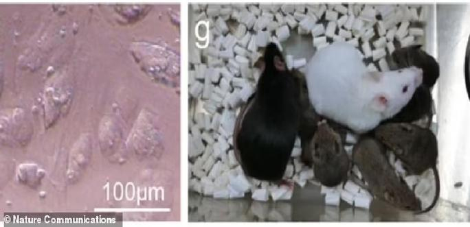 The first cloned mouse born from dead skin: The prospect of reviving prehistoric monsters Picture 1