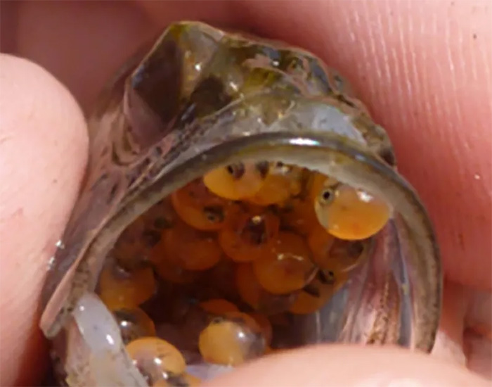 The fish is ready to fast, 'raise other boys' just to… girls! Picture 3