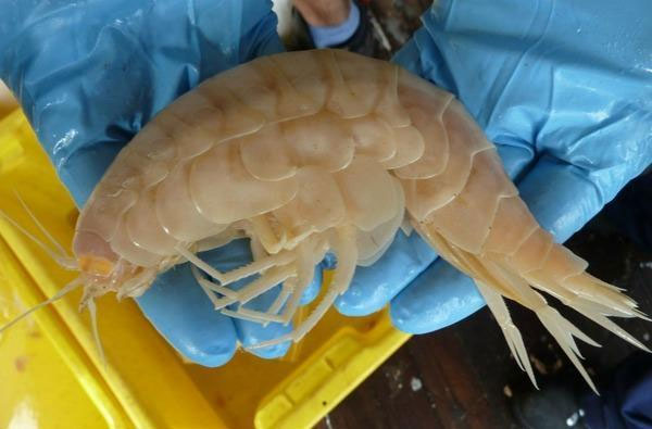 Picture 3 of The fisherman caught a shrimp that looked like an alien creature, and when he heard the expert's analysis, his face immediately turned pale