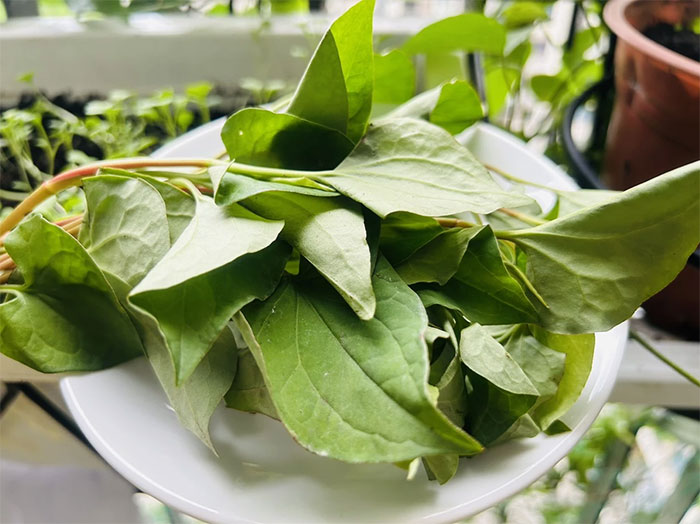 Picture 1 of The fishy-tasting leaves are extremely sensitive 'hypoglycemic drugs', growing on the edges of Vietnamese fields