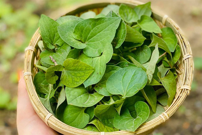Picture 3 of The fishy-tasting leaves are extremely sensitive 'hypoglycemic drugs', growing on the edges of Vietnamese fields
