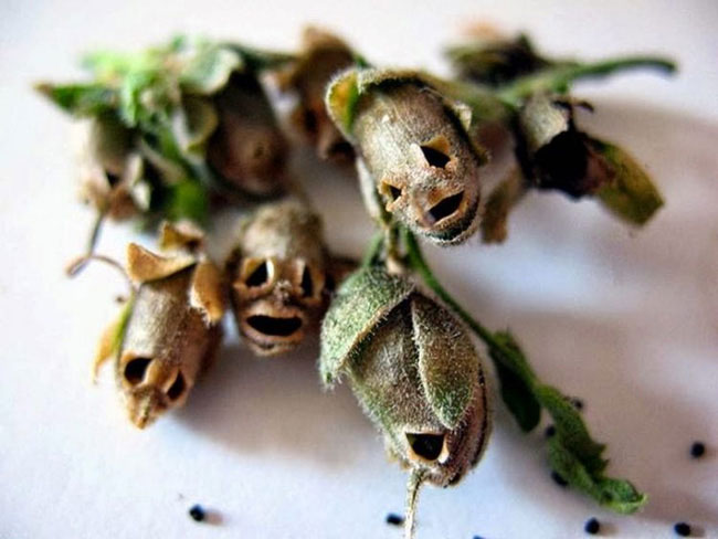 Picture 10 of The flower is beautiful, but when it withers, it transforms into a terrifying skull.