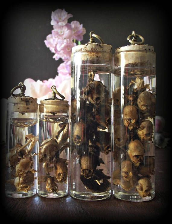 Picture 12 of The flower is beautiful, but when it withers, it transforms into a terrifying skull.