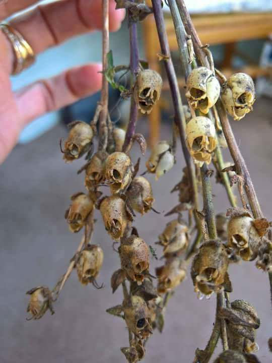 Picture 13 of The flower is beautiful, but when it withers, it transforms into a terrifying skull.