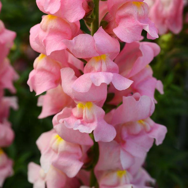Picture 2 of The flower is beautiful, but when it withers, it transforms into a terrifying skull.