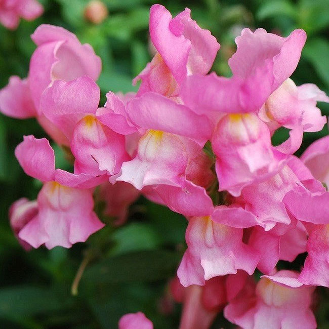 Picture 3 of The flower is beautiful, but when it withers, it transforms into a terrifying skull.