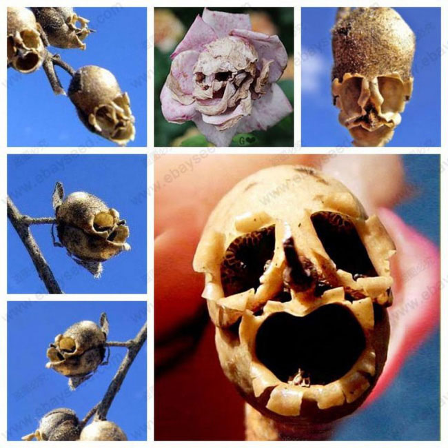 Picture 4 of The flower is beautiful, but when it withers, it transforms into a terrifying skull.