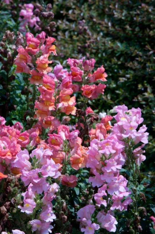 Picture 5 of The flower is beautiful, but when it withers, it transforms into a terrifying skull.