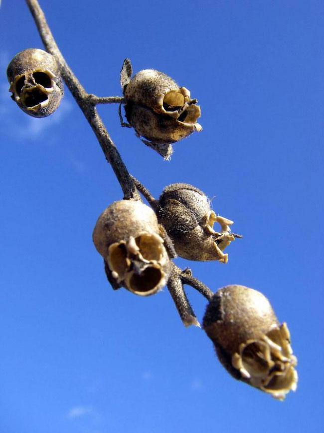 Picture 6 of The flower is beautiful, but when it withers, it transforms into a terrifying skull.