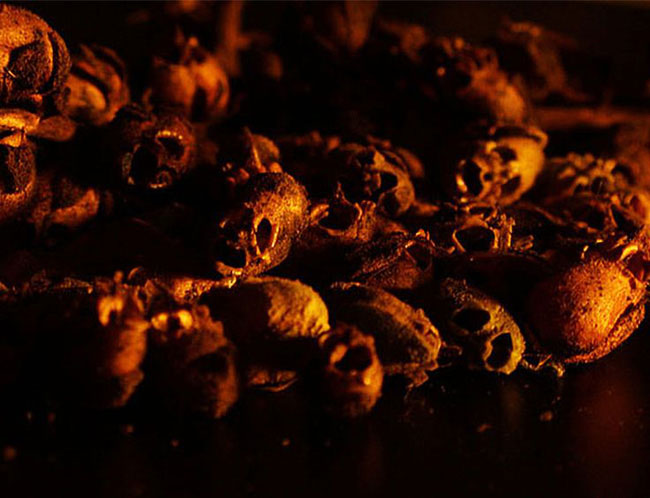 Picture 7 of The flower is beautiful, but when it withers, it transforms into a terrifying skull.
