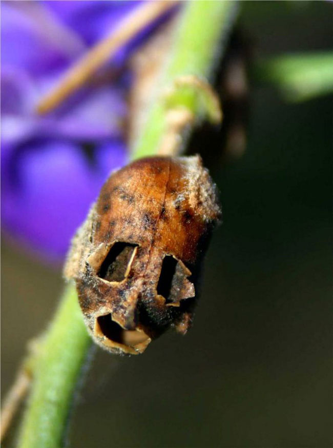 Picture 8 of The flower is beautiful, but when it withers, it transforms into a terrifying skull.