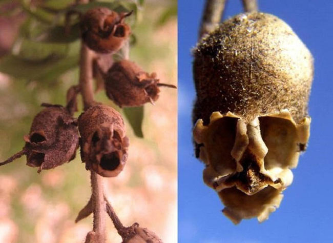 Picture 9 of The flower is beautiful, but when it withers, it transforms into a terrifying skull.