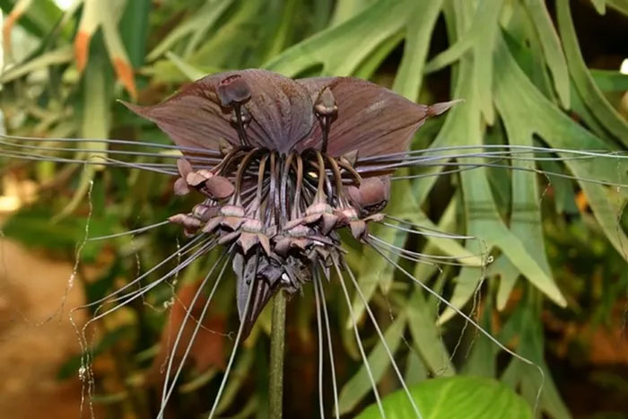 The flower looks like a devil's jailor, just looking at it is scary. Picture 10