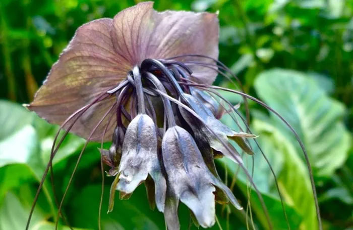 The flower looks like a devil's jailor, just looking at it is scary. Picture 11