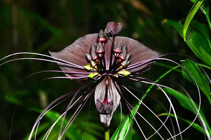 The flower looks like a devil's jailor, just looking at it is scary. Picture 6