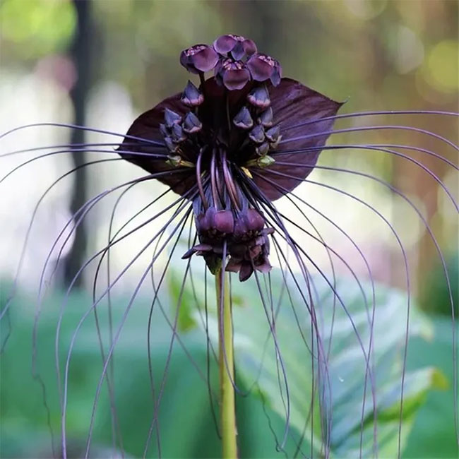 The flower looks like a devil's jailor, just looking at it is scary. Picture 7