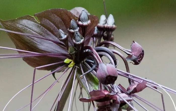 The flower looks like a devil's jailor, just looking at it is scary. Picture 8