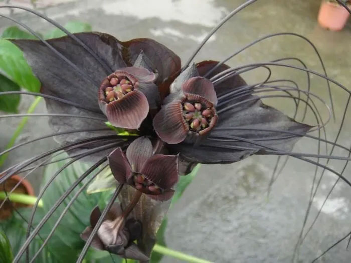 The flower looks like a devil's jailor, just looking at it is scary. Picture 9
