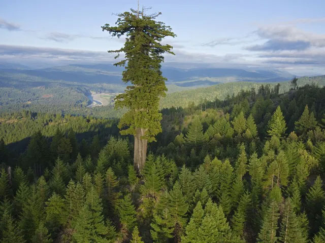 The flying salamanders that live on top of the tallest tree in the world Picture 1