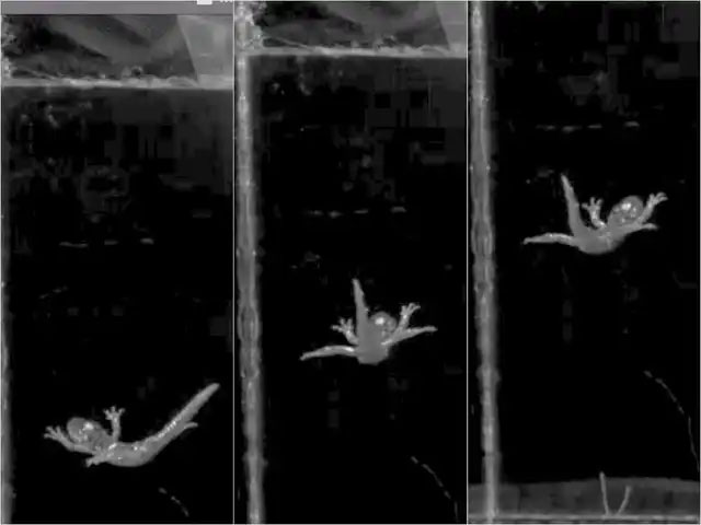 The flying salamanders that live on top of the tallest tree in the world Picture 4