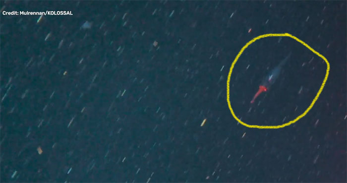 Picture 1 of The footage may belong to a young giant squid