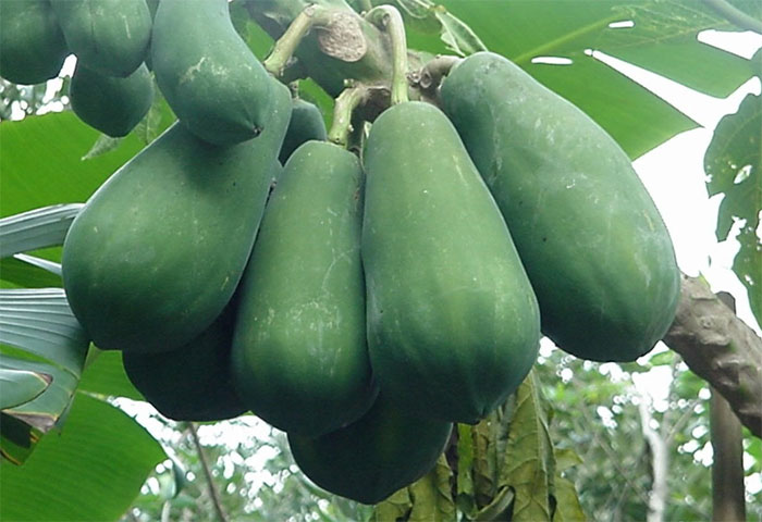 Picture 1 of The frightening side effects of eating papaya, many people are unaware of and still eat it without worry.