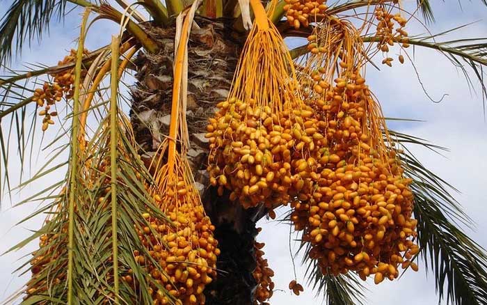 Picture 3 of The fruit that Dubai calls 'desert pearl' helps lower blood sugar very well