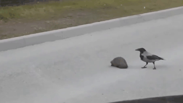 Picture 1 of The funny moment the crow 'helps' the hedgehog cross the road