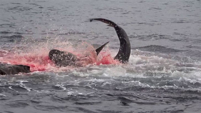 Picture 1 of The Galapagos shark's quick, neat, and decisive hunt 'dyed' a corner of the ocean red