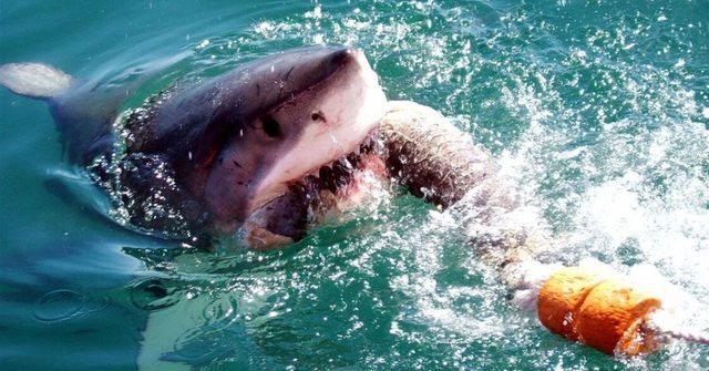 The God of the Sea: Find the biggest shark attack ever recorded in history!