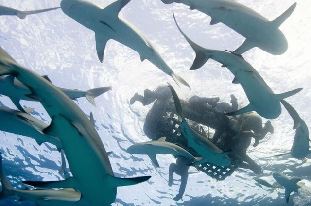 Picture 3 of The God of the Sea: Find the biggest shark attack ever recorded in history!