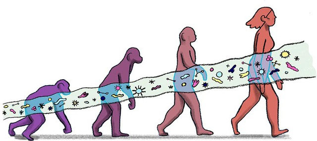 Picture 2 of The hidden fuel of the human brain: How gut bacteria shape intelligence?