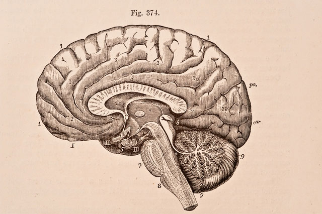 The human brain has immune cells that separate us from primates, but it is also a weakness Picture 1