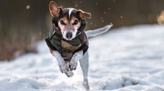 Picture 1 of The importance of the tail for dogs in the eyes of science