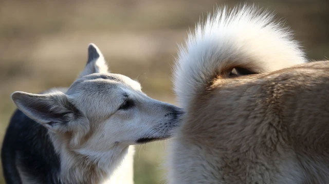 Picture 2 of The importance of the tail for dogs in the eyes of science