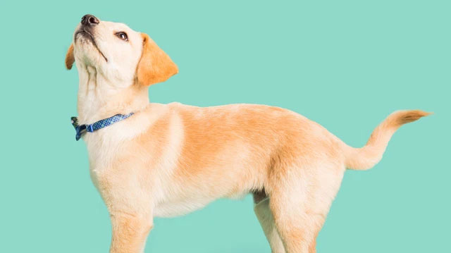 Picture 3 of The importance of the tail for dogs in the eyes of science