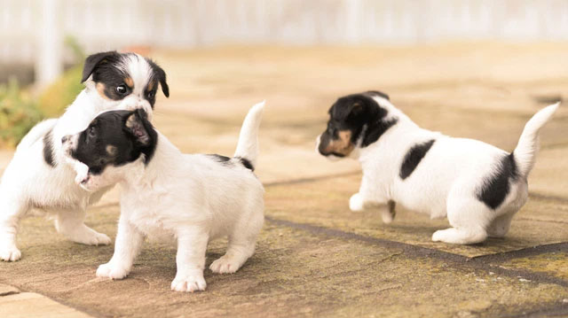 Picture 4 of The importance of the tail for dogs in the eyes of science